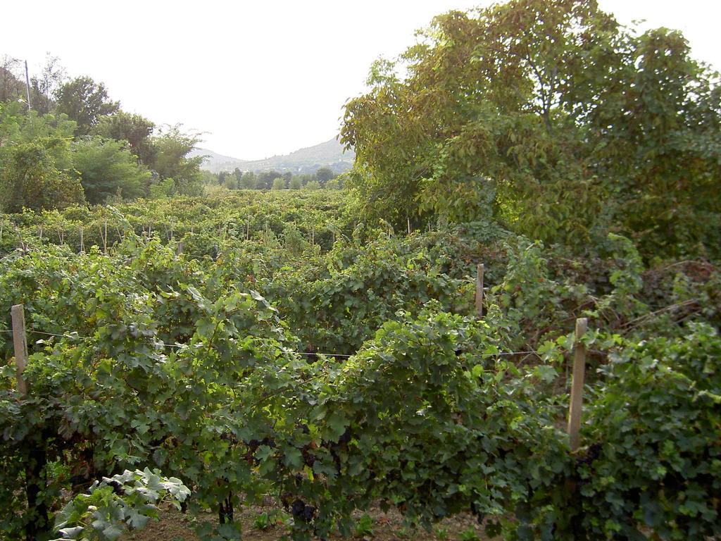 Agriturismo Monteortone อาบาโนแตร์เม ภายนอก รูปภาพ